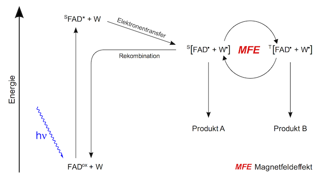 Schema eines Magnetkompasses auf Radikalpaarbasis am Beispiel des Cryptochroms.