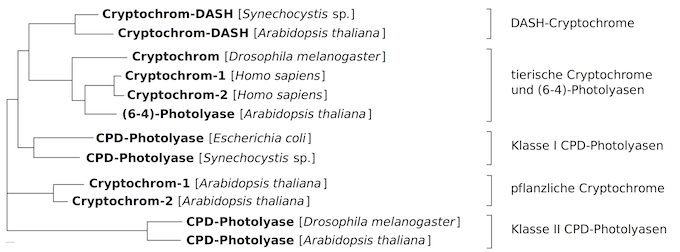 Vereinfachter molekularer Stammbaum (unrooted phylogenetic tree) der Photolyase–Cryptochrom–Proteinfamilie